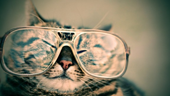 katt,glasögon